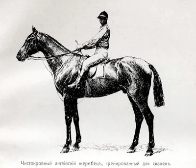 Белая арабская лошадь» — создано в Шедевруме