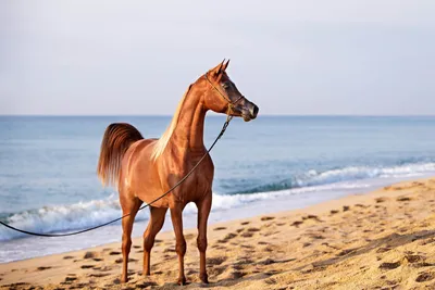 Морда Арабской Лошади Окрашена В Цвета Радуги — стоковые фотографии и  другие картинки Арабская лошадь - Арабская лошадь, Белый, Весна - iStock