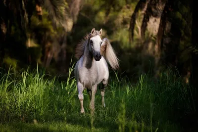 Серая арабская лошадь стоковое изображение. изображение насчитывающей ферма  - 37065357