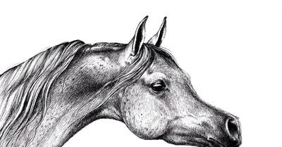 арабская лошадь стоковое изображение. изображение насчитывающей лошадь -  1323771