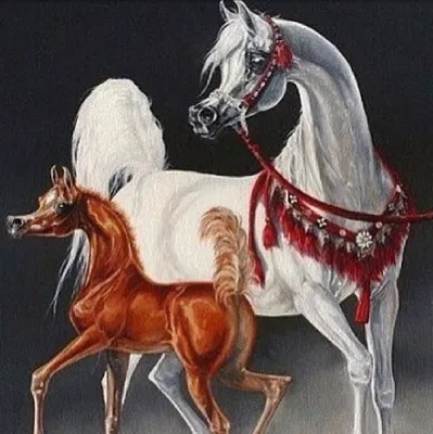 Арабская лошадь на черноте стоковое фото. изображение насчитывающей  ангстрома - 17552358