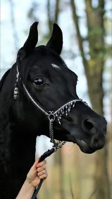 Красивая арабская лошадь с головой …» — создано в Шедевруме
