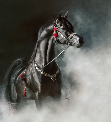 англо арабская лошадь стоковое изображение. изображение насчитывающей  наездничество - 11317943
