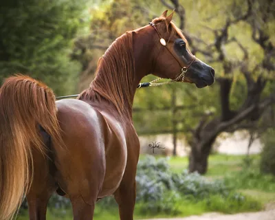 Арабская Лошадь Красивая Арабская Лошадь — стоковые фотографии и другие  картинки Арабская лошадь - Арабская лошадь, Бегать, Без людей - iStock