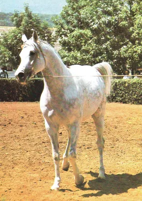 Арабский скакун | Лошадиные породы, Черные лошади, Дикие лошади
