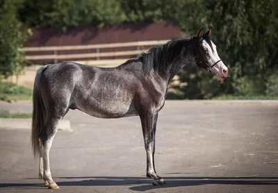 Предлагаю - Эксклюзивная фотосессия - вороные и изабелловые арабские лошади  - не мечта, а реальность | Prokoni.ru