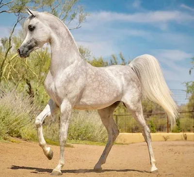 Больше 300 бесплатных фотографий на тему «Арабские Лошади» и «»Лошадь -  Pixabay