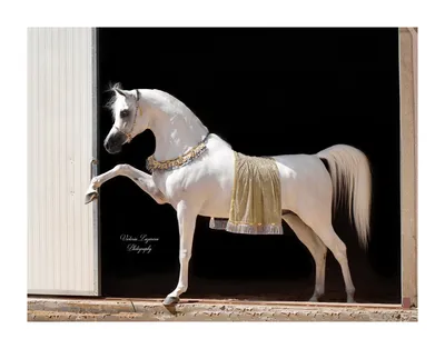 Американский Квартал Лошадь Арабский конь Фризский конь Чистокровный  жеребец, злой бык, лошадь, белый, млекопитающее png | Klipartz