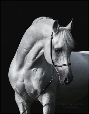 Чистокровные арабские лошади Straight Egyptian /Мининский замок - YouTube