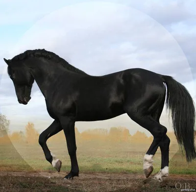 Молодая арабская чистокровная лошадь стоковое фото ©Vfotografie 110736198