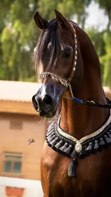 Yulia Dubrovina Юлия Дубровина on Instagram: “Съемки вдохновляют и  окрыляют. Летящий конь, чистокровный арабский жеребе… | All horse breeds,  Horses, Horses and dogs