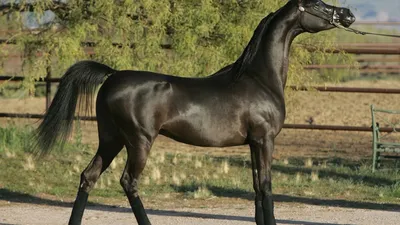 Арабский чистокровый конь | Пикабу