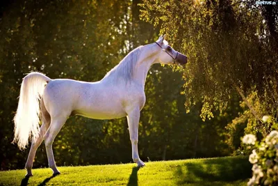 белый арабский конь с длинной кожей Стоковое Изображение - изображение  насчитывающей профиль, длиной: 236302307