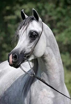 Красивый конь, порода- арабский рысак…» — создано в Шедевруме