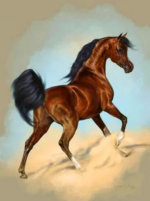 Арабская лошадь - красивые фото