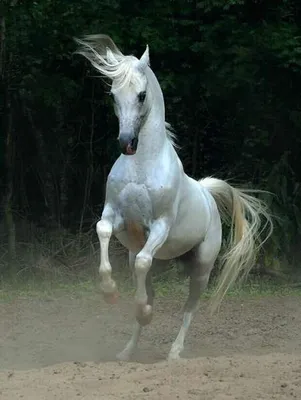 Вороной арабский конь, молодой, …» — создано в Шедевруме