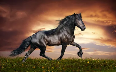арабский конь среднего востока Иллюстрация штока - иллюстрации  насчитывающей галлоп, разведенный: 281703612