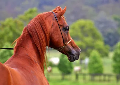 Вороная арабская лошадь арт - 75 фото