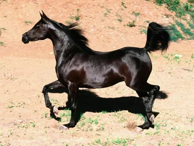 Фигурка 51505 Арабский конь Papo - купить с доставкой по выгодным ценам в  интернет-магазине OZON (201478642)