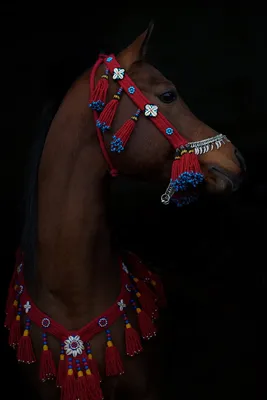 Feeling The Life - Арабская лошадь. Поэзия в движении