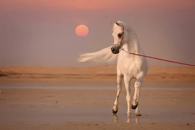 Арабский конь в положении покоя 3D Модель $10 - .stl .3dm .obj - Free3D