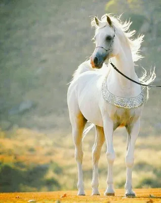 Картина «Арабский конь» Холст, Масло 2020 г.