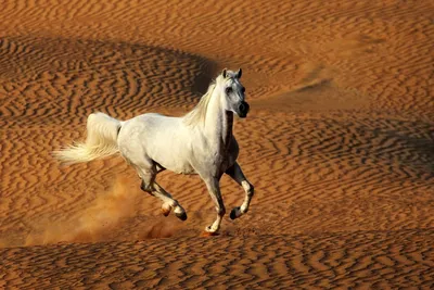 Белый Конь Изолированных На Черном Фоне Арабский Жеребец — стоковые  фотографии и другие картинки Белая лошадь - iStock
