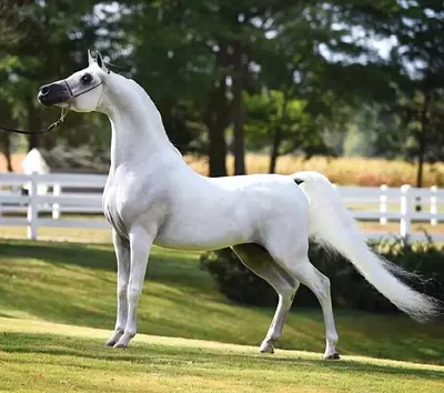 Мустанг Американский Квартал Лошадь Арабский конь Жеребец Американский  Краска Лошадь, затенение, лошадь, кобыла, лошадь Прихватка png | Klipartz
