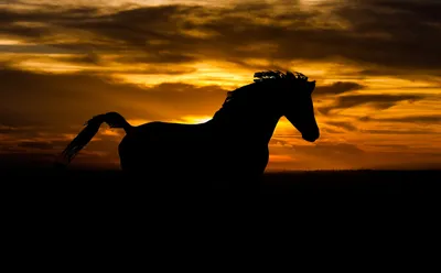 Арабский конь в Дубае стоковое фото. изображение насчитывающей природа -  164117084