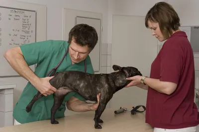 АРТРОЗ И АРТРИТ у собак: симптомы и лечение | Помощь немецким боксерам |  Дзен