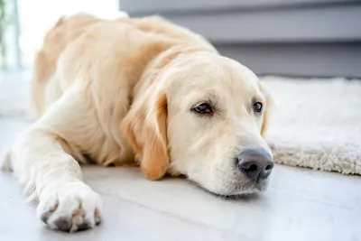 Артрит у собак: симптомы, лечение и препараты при болезни суставов