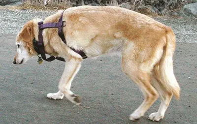Как понять, что у вашей собаки артрит, и можно ли его полностью вылечить —  Ferra.ru