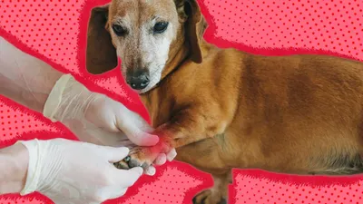Артрит у собаки: симптомы, лечение, препараты