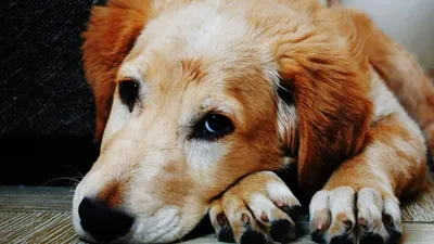 Почему у собаки внезапно отказывают и отнимаются задние лапы