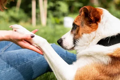 Другие ветеринарные препараты Стоп-Артрит с МСМ для собак 100 мл 100 г -  5354161 - купить на Korm.com.ua