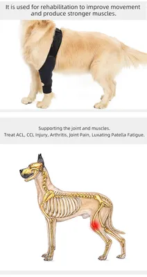 Артроз у собак. Пример лечения до и после препарата Нолтрекс - YouTube