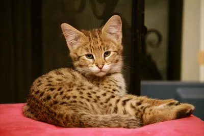 Саванна кошка: описание породы, характер, все о кошках на Exomania 😺