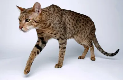 Порода кошек ашера - 71 фото