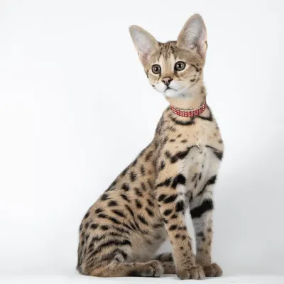 Саванна - Питомник кошек породы саванна AkilahCat