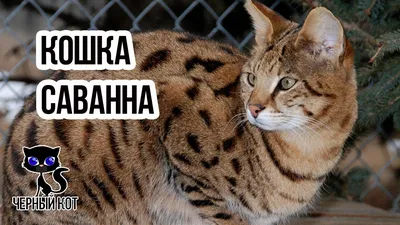 Кошка ашера: описание породы, характер, фото, цена - Mimer.ru