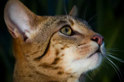 ✓ Кошка саванна - самая дорогая в мире порода для любителей экзотики -  YouTube