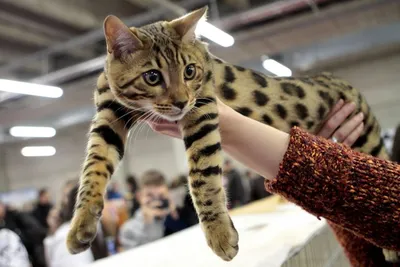 Породистый кот Саванна F1 (Ашера): 3 800 $ - Кошки Винница на Olx