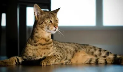 Саванна (Ашера): все о кошке, фото, описание породы, характер, цена