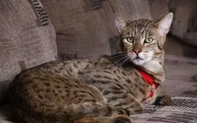 Ашера - описание породы кошек: характер, особенности поведения, размер,  отзывы и фото - Питомцы Mail.ru