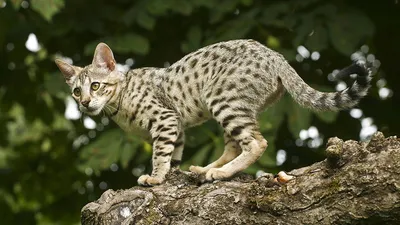 Кот ашера - красивые фото