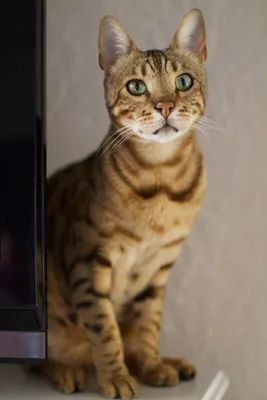 F1 саванна кот с красивой разметкой Стоковое Изображение - изображение  насчитывающей гибрид, родословная: 219594329