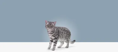 Профендер (2пип*1,12мл) капли на холку для кошек от 5 до 8кг купить, цена в  интернет-магазине \"Багира\" Симферополь, Крым