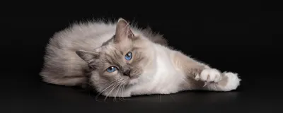 Виды глистов у кошек - Питомцы Mail.ru