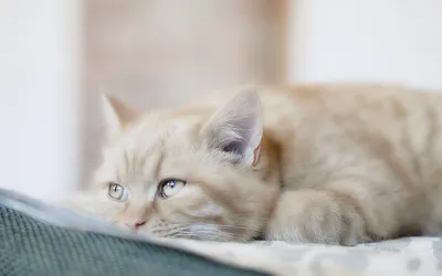 Глисты у кошки: признаки, симптомы и средства для лечения - УниВет