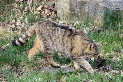 Астраханский камышовый кот фото 